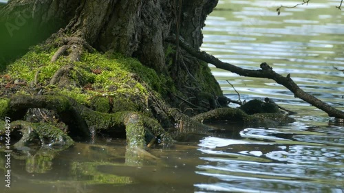 Close up shot of green tree roots at the lake shore. photo