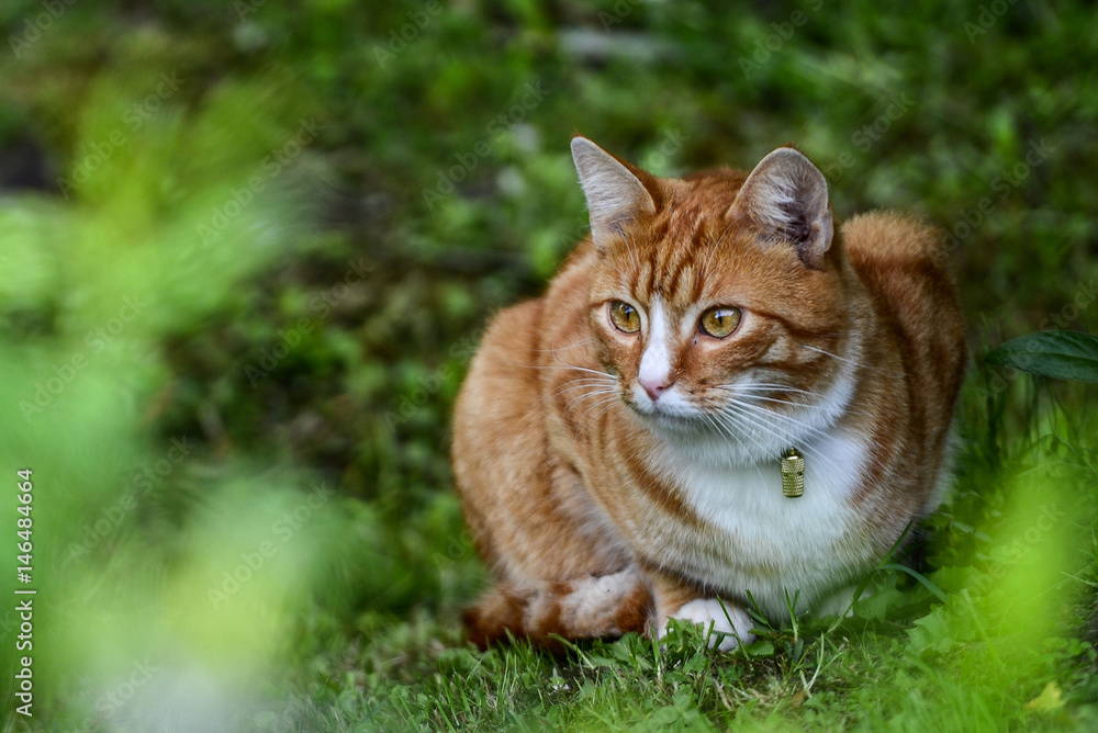 Animals close-up photography. Red-haired cat hiding in the garden. Animals close-up photography. Red-haired cat hiding in the garden.