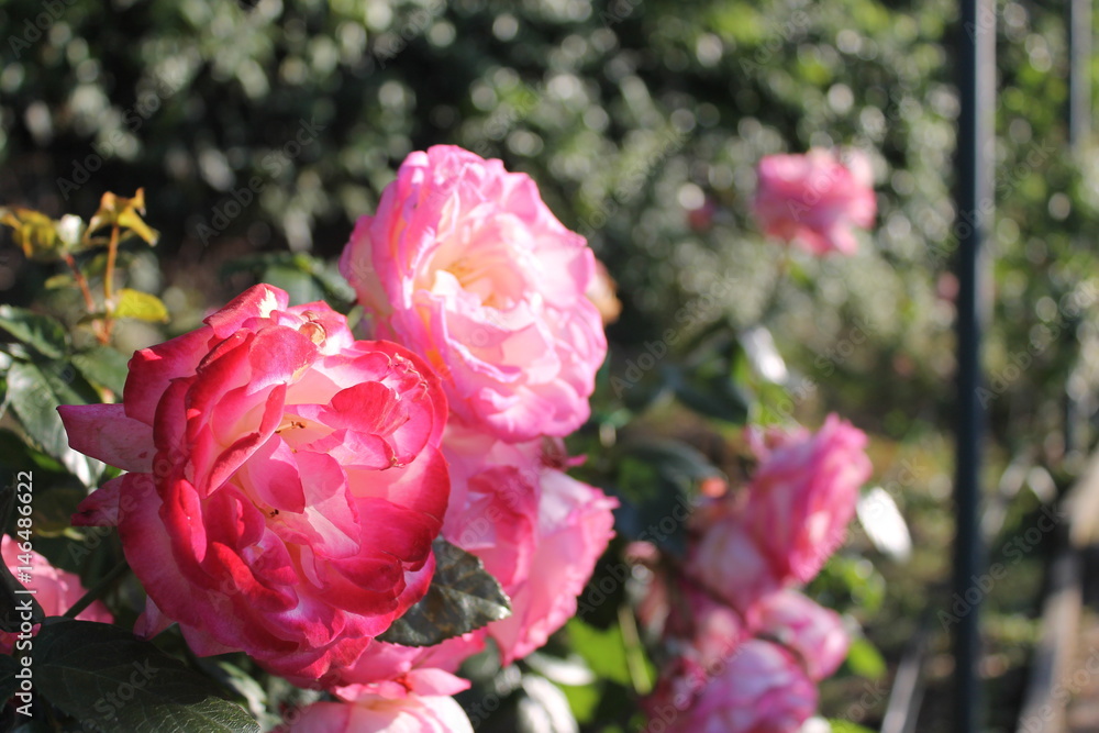 Rose Rose