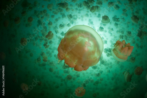 Millions of Endemic Jellyfish in Palau