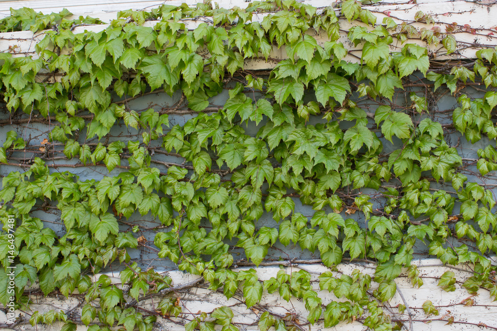 Leafy Vines on Wall Leafy Vines on Wall