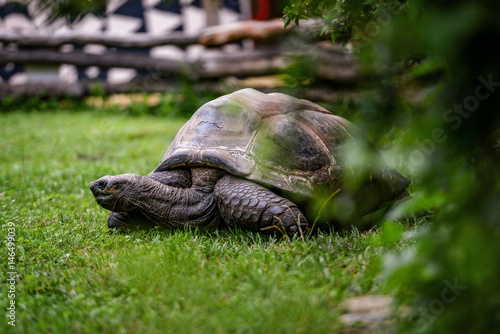Animal close-up photography. Giant turtle walking on green grass.
