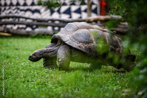 Animal close-up photography.  Giant turtle walking on green grass. photo