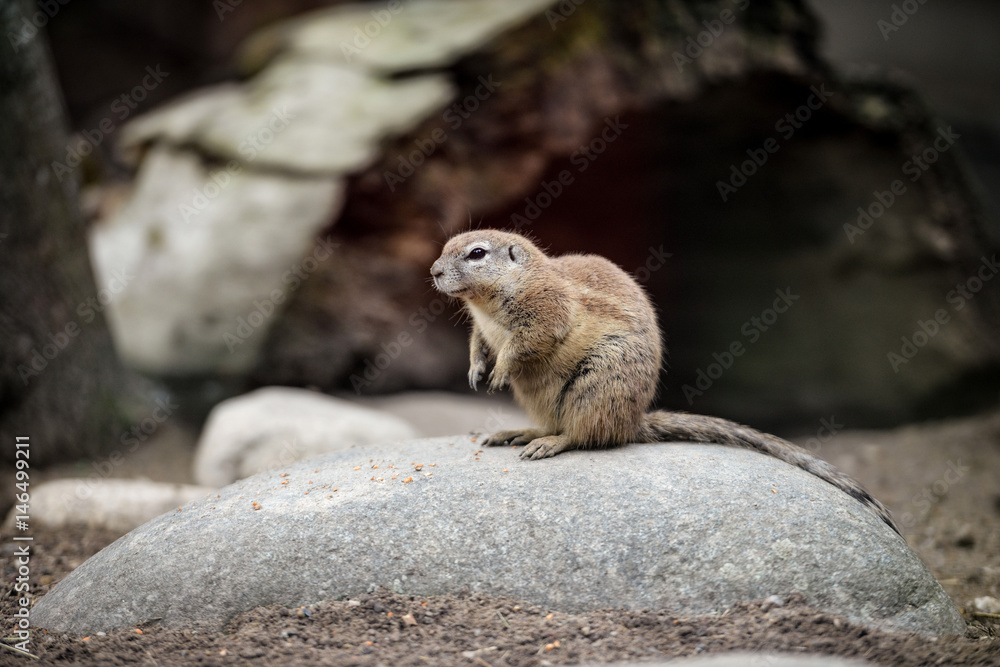 Fototapeta premium Animal close-up photography. Ground squirrels bserve the surroundings.
