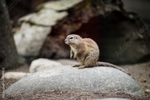 Animal close-up photography. Ground squirrels bserve the surroundings. photo