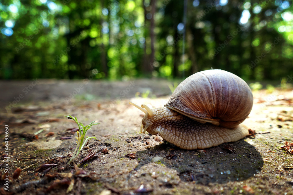 Animal close-up photography. Giant snail crawls along the ground. Animal close-up photography. Giant snail crawls along the ground.