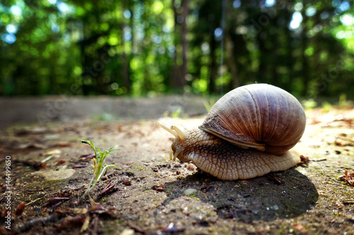 Animal close-up photography. Giant snail crawls along the ground.