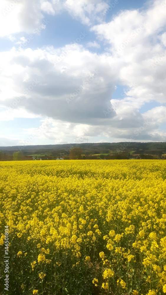 Rapsfeld im Weserbergland 