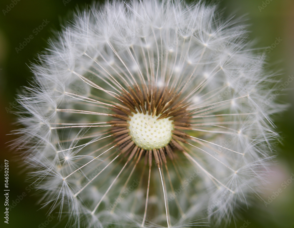 Fototapeta premium macro