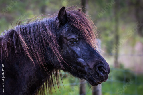 Black pony head