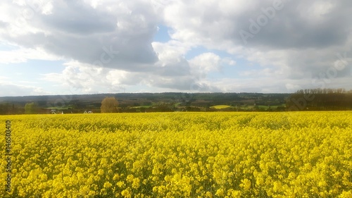 Rapsfeld im Weserbergland 