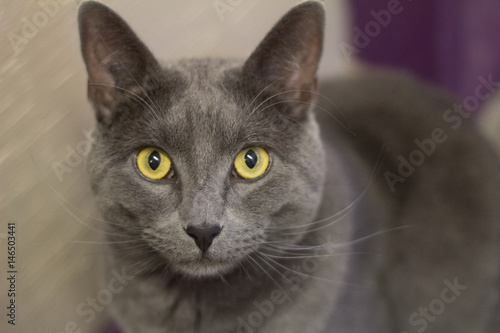 Fototapeta Naklejka Na Ścianę i Meble -  gray cat