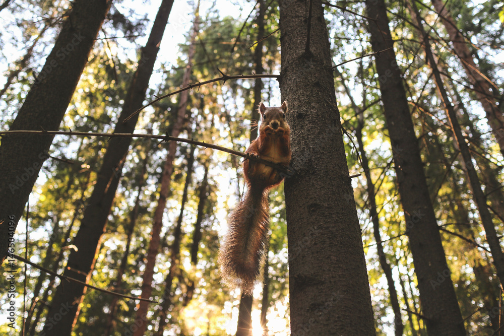 Red squirrel in the sunny forest