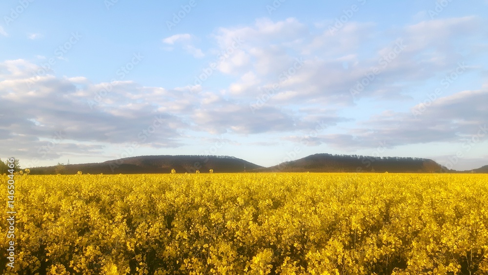 Rapsfeld im Weserbergland Rapsfeld im Weserbergland