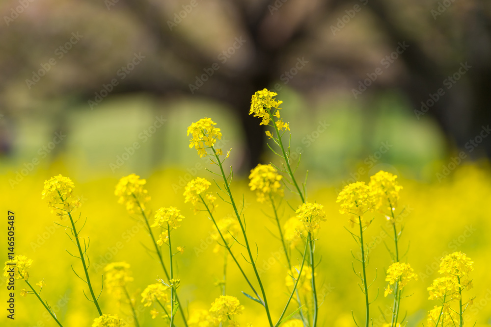 菜の花畑 菜の花畑