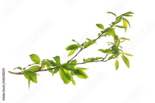 Branch with tree leaves on white background © Africa Studio