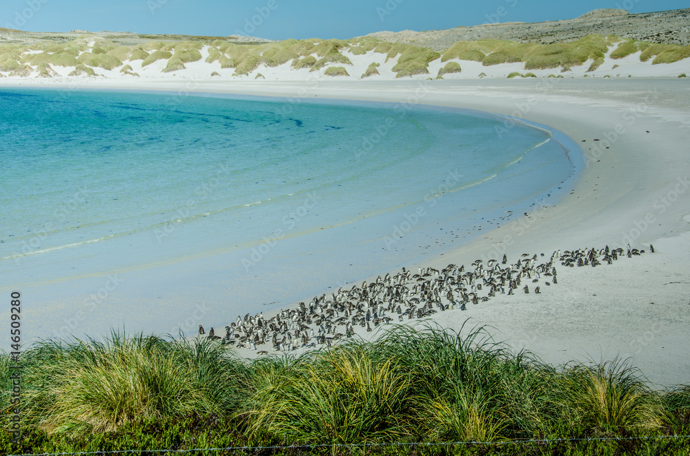 Obraz premium Hundreds of Magellanic penguins make their home at Gypsy Cove, in the Falkland Islands.