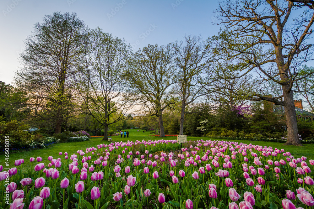 Tulips at Sherwood Gardens Park, in Guilford, Baltimore, Maryland.