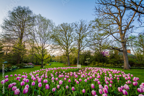 Wallpaper Mural Tulips at Sherwood Gardens Park, in Guilford, Baltimore, Maryland. Torontodigital.ca