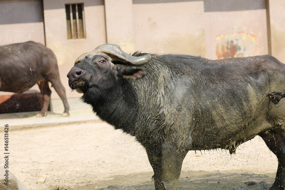 Fototapeta premium 水牛