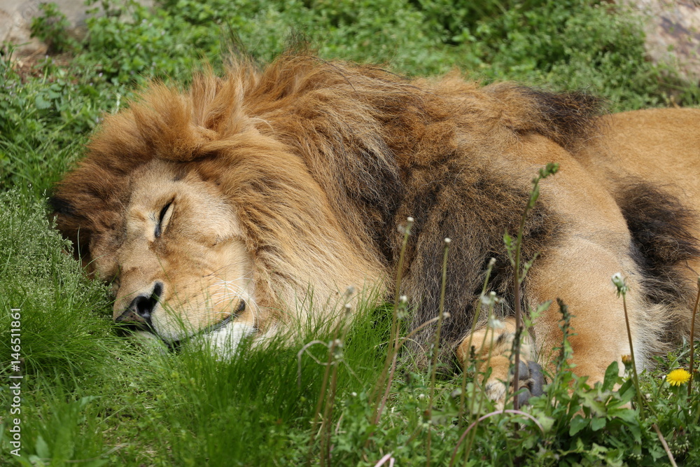 Naklejka premium ライオン