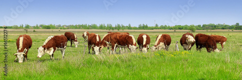 Fototapet Cows grazing on pasture