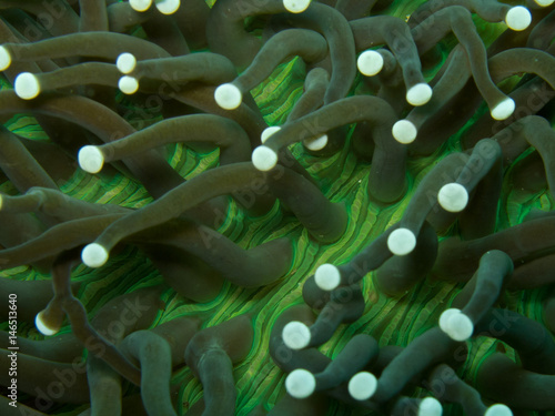 Interesting texture on Mushroom Coral anemone photo