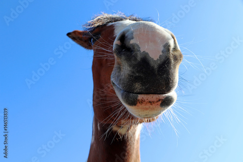 Fototapeta Naklejka Na Ścianę i Meble -  Lustige Weitwinkelaufnahme von einem Pferd