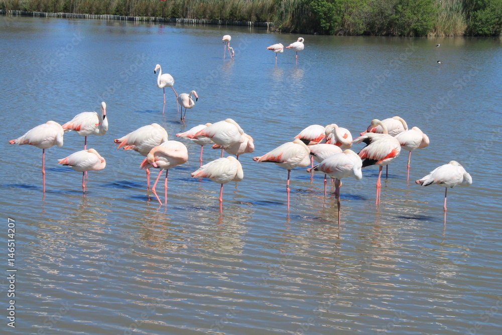 Naklejka premium Flamants roses en Camargue, France