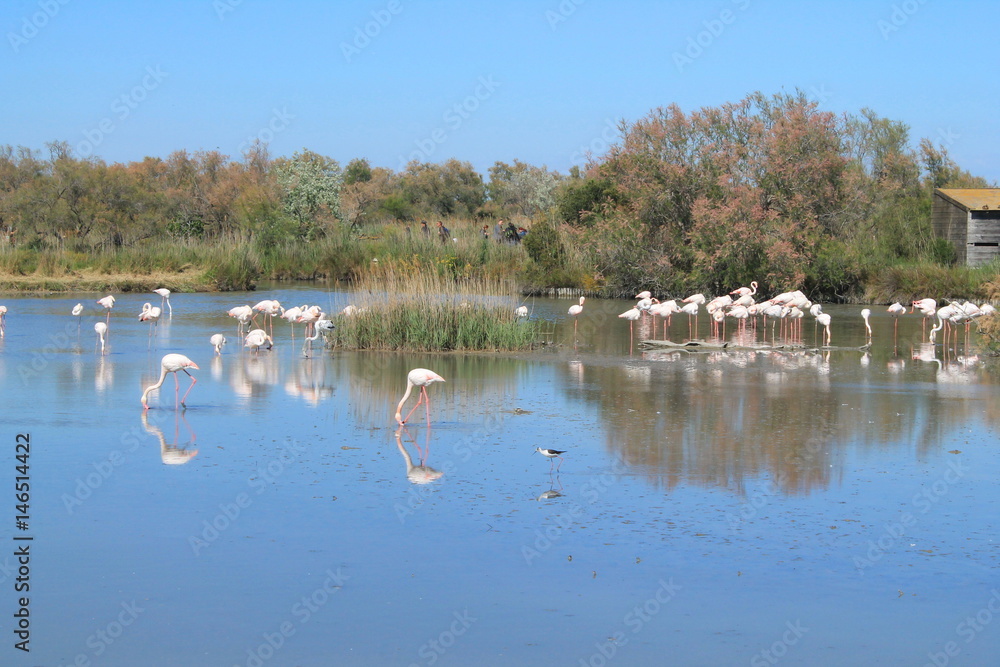 Flamants roses en Camargue, France
Flamants roses en Camargue, France