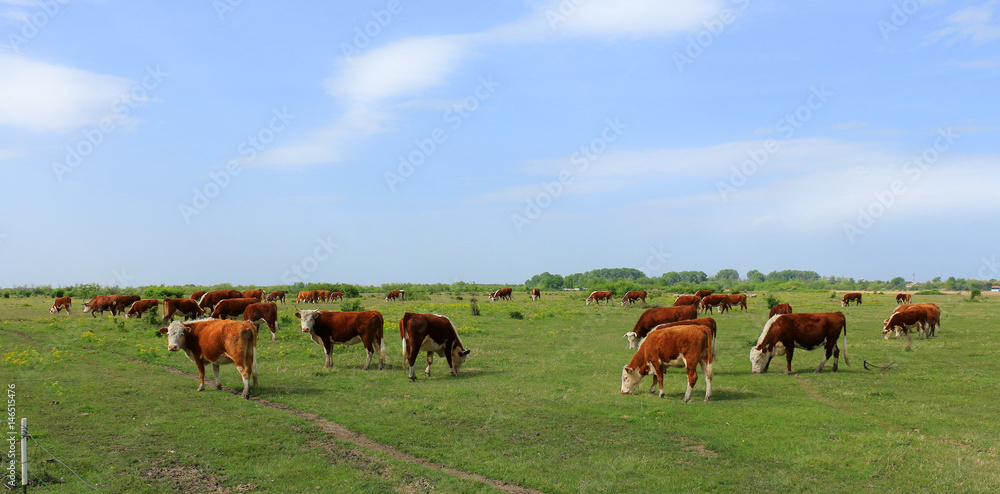 Cows grazing on pasture