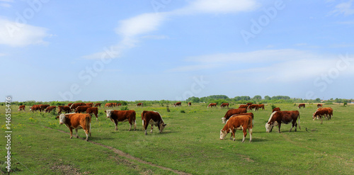 Cows grazing on pasture © Željko Radojko