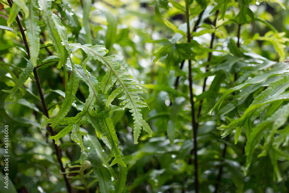 Fototapeta premium Fern background