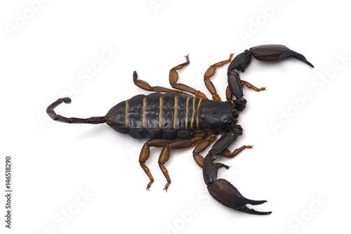 african scorpion isolated on white background