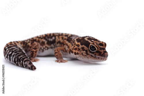 fat tail gecko isolayed on white background