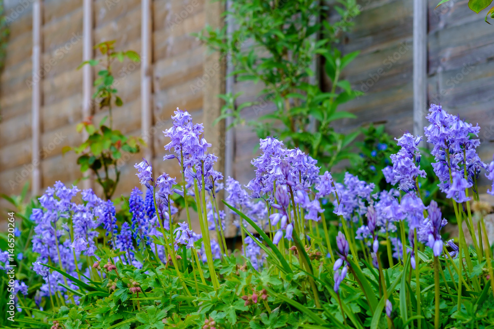 Obraz premium Bluebells blooming in british garden in spring