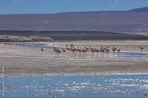 group of a flamingo on altiplano in Bolivia