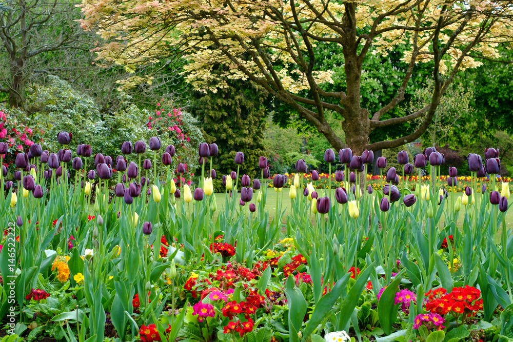 Obraz premium Colorful tulips seen at Cannon Hill Park in Birmingham during spring