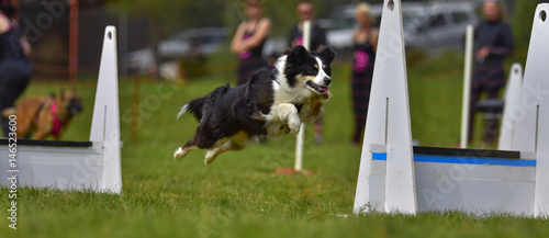 flyball dog competition agility