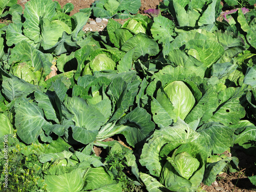 Green lettuce plant in field