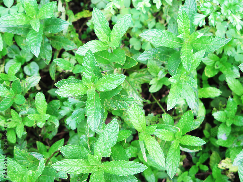 green mint crops in growth at garden green mint crops in growth at garden