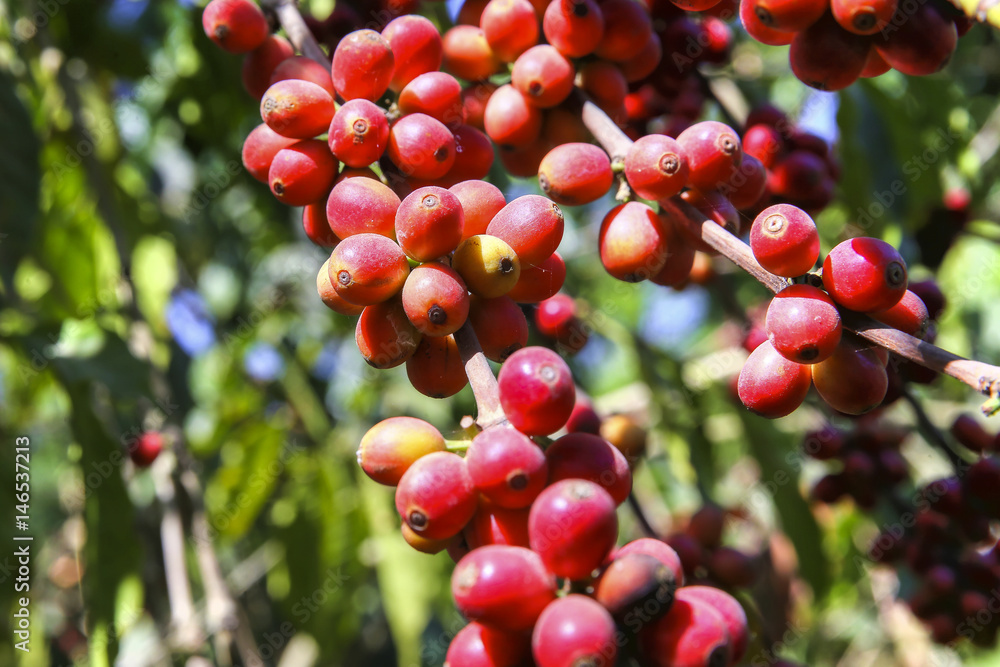 Obraz premium Coffee Beans Growing in Plantation
