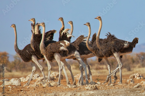 Ostriches, Etosha National Park, Namibia