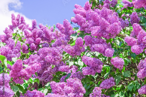 Blooming varietal selection lilac (Syrigna vulgaris). The sort of "Mikhail Sholokhov"