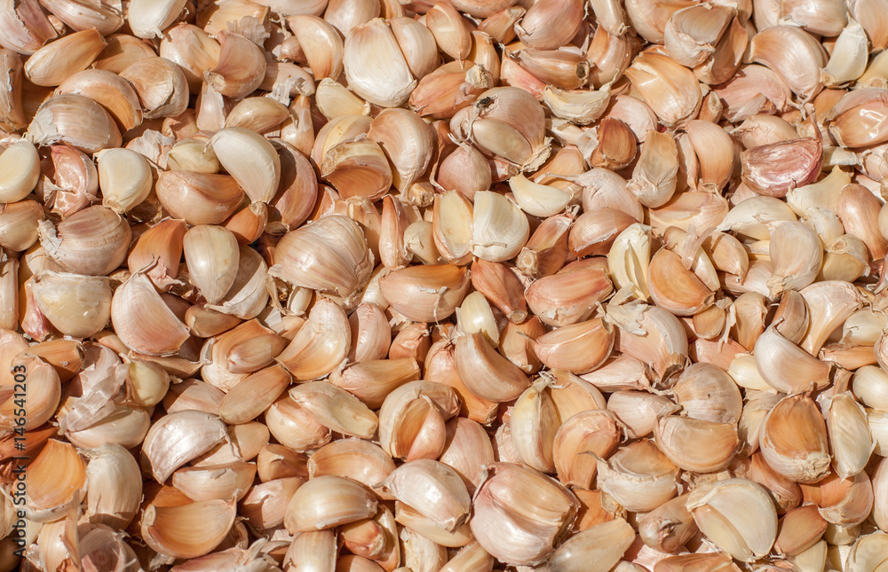 Pile of many fresh garlic cloves in the farmers market for sale from field for background. Close up Pile of many fresh garlic cloves in the farmers market for sale from field for background. Close up