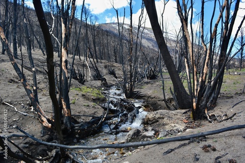 wildfire aftermath strawberry creek area great basin national park nevada