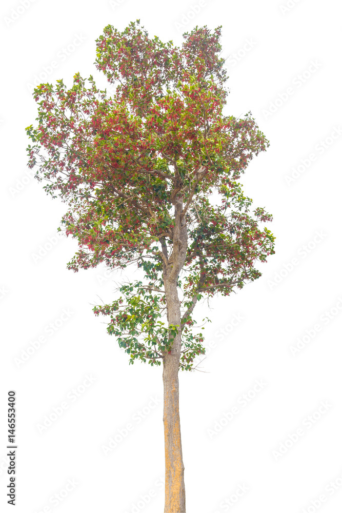 Tree with green leaves isolated on white background