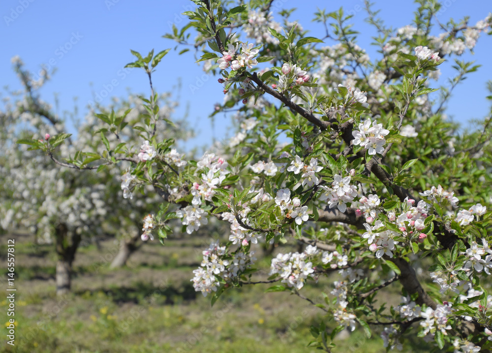 Blooming apple orchard. Adult trees bloom in the apple orchard. Fruit garden Blooming apple orchard. Adult trees bloom in the apple orchard. Fruit garden