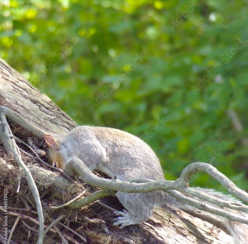 Squirrel digging in tree