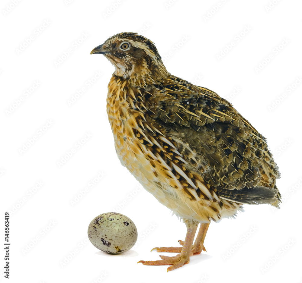 Naklejka premium Quail hen and egg isolated on white. Domesticated quails are important agriculture poultry